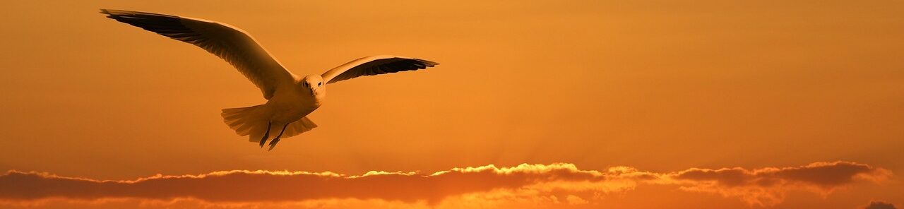 Obtenir une meilleure visibilité Google à tire d'ailes