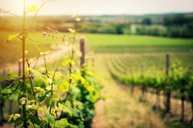 Quels sont les villages à ne pas manquer sur la Route des Vins en Espagne?