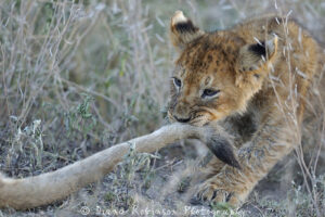 bébé lion