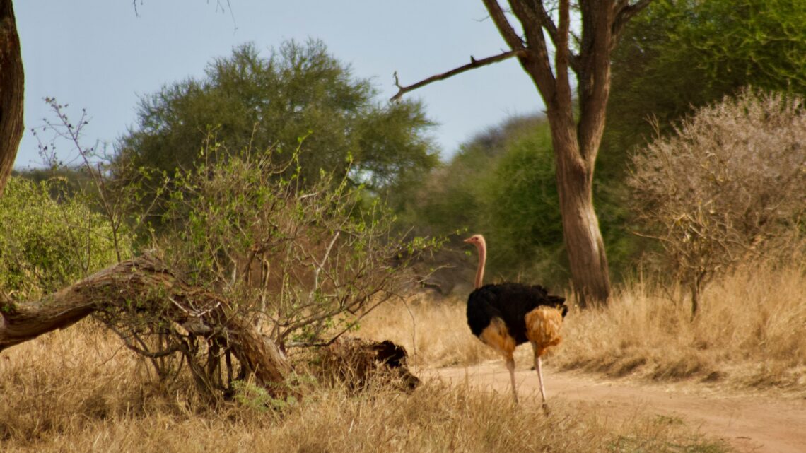 Quel budget planifier pour un voyage en Tanzanie ?