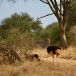 Autruches en Tanzanie