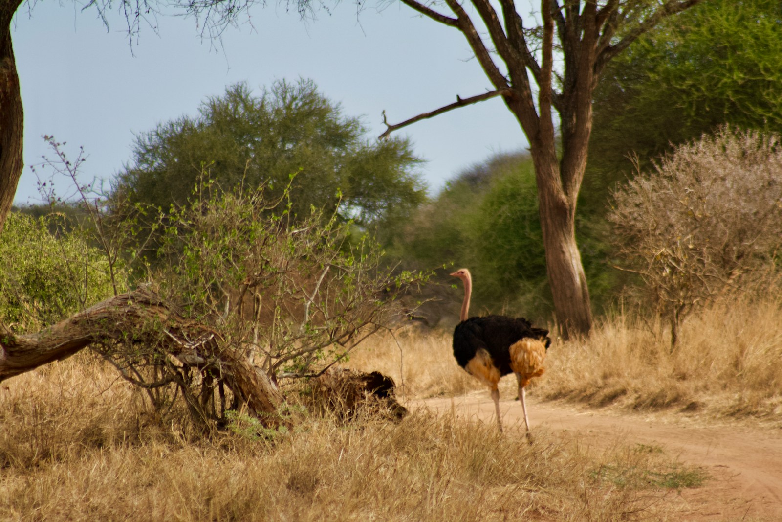 Autruches en Tanzanie