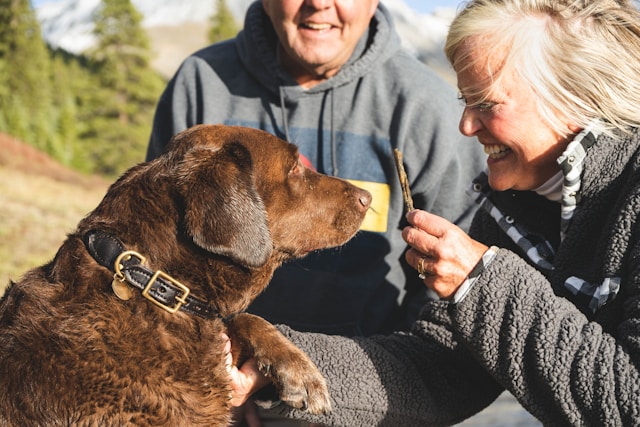 Les techniques de socialisation pour les chiens : guide complet