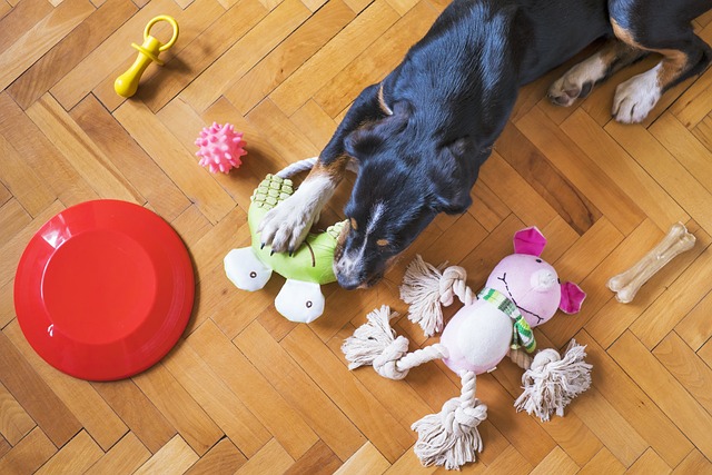 jouet pour chien