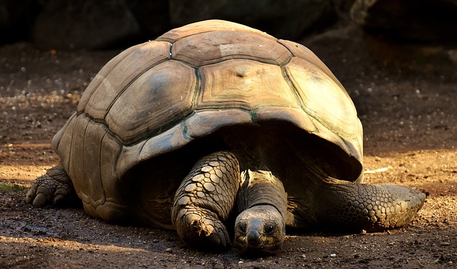 Les 10 animaux les plus longévifs : curiosités et faits étonnants