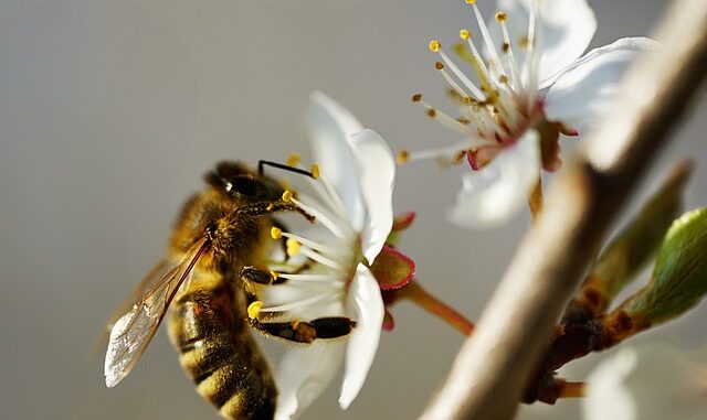 rôle des abeilles