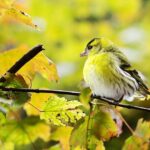 maladies des oiseaux