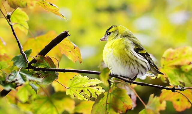 maladies des oiseaux